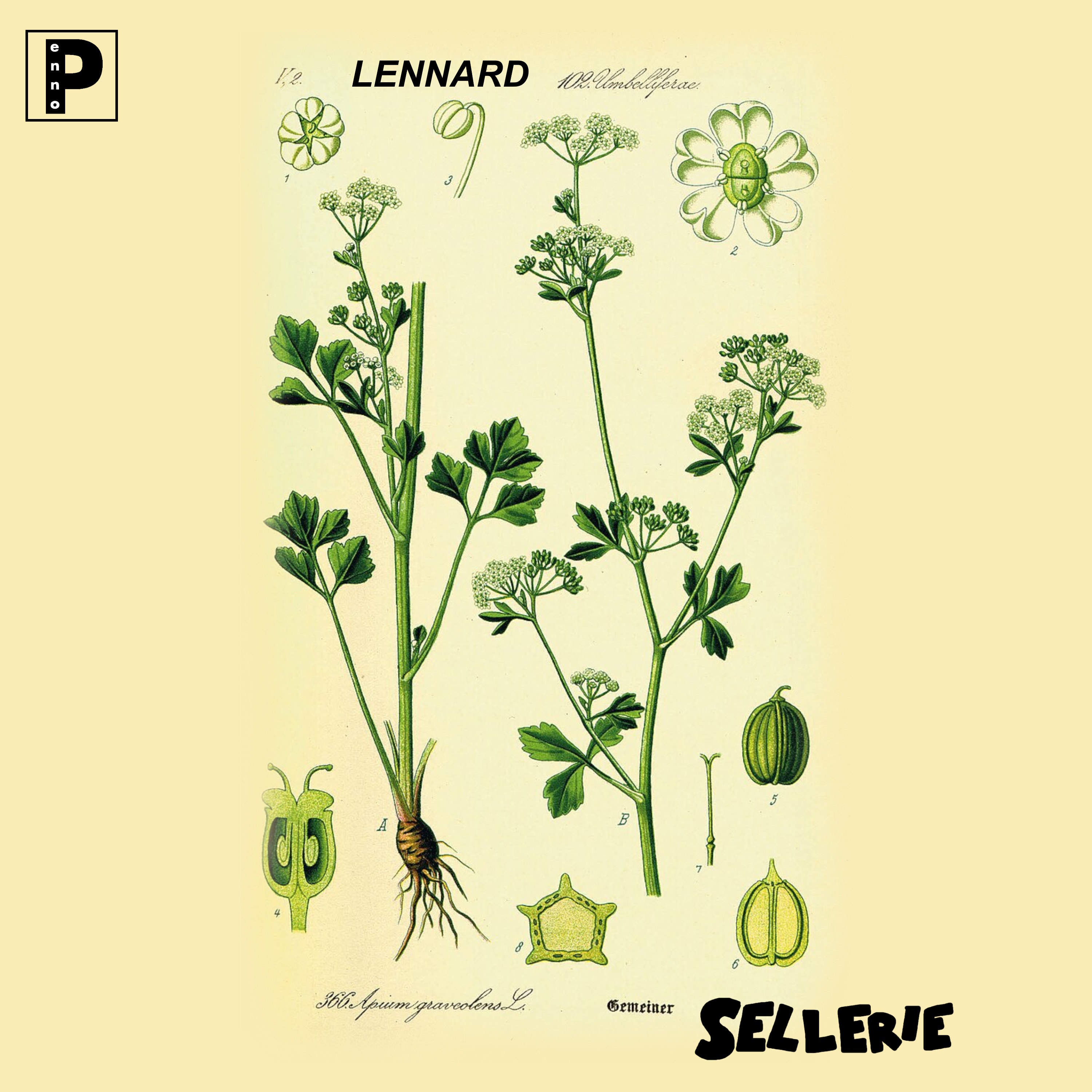 Sellerie